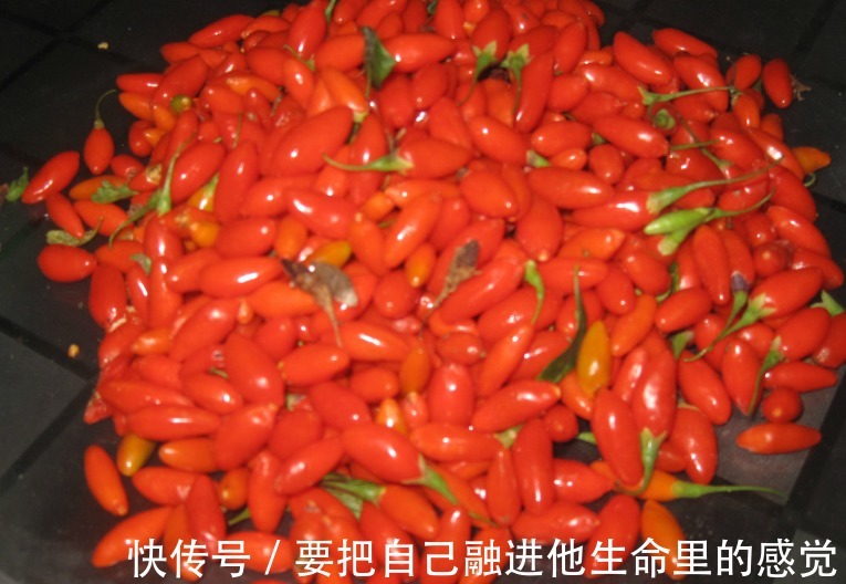 好处|男人睡前嚼几粒枸杞,坚持一段时间,3个好处悄悄来临