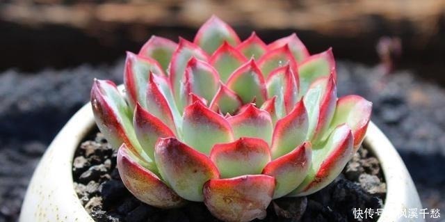 多肉|多肉中的5朵“金花”,价格贵点也愿意买,新手养起来都上瘾!