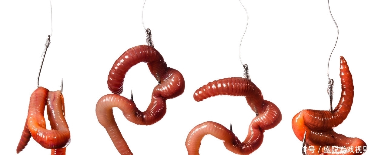 用武之地|入夏用素饵,蚯蚓无用武之地?你没用对方法!这样用比饵料好多了