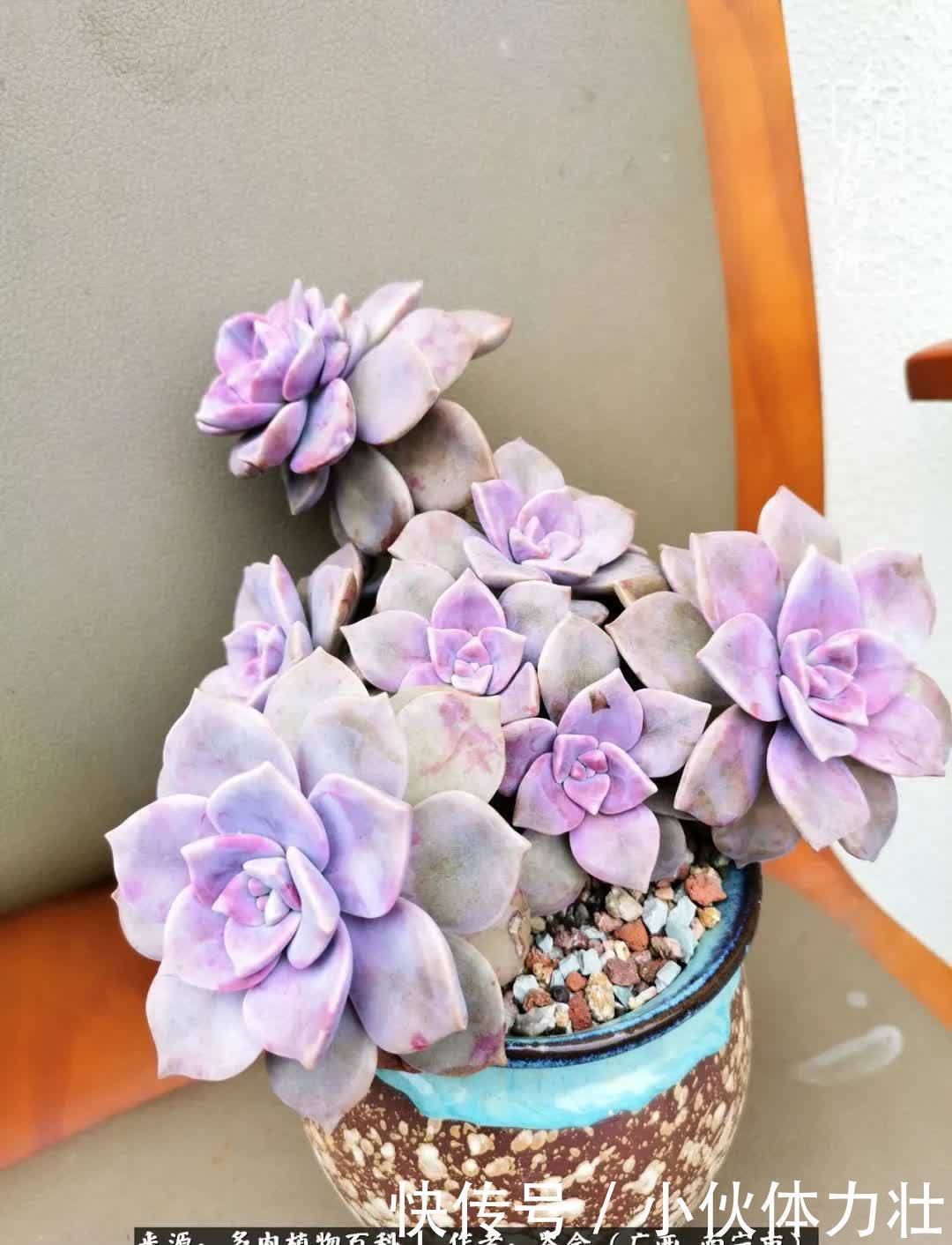 锦晃星|时光不再,人心在,多肉在!