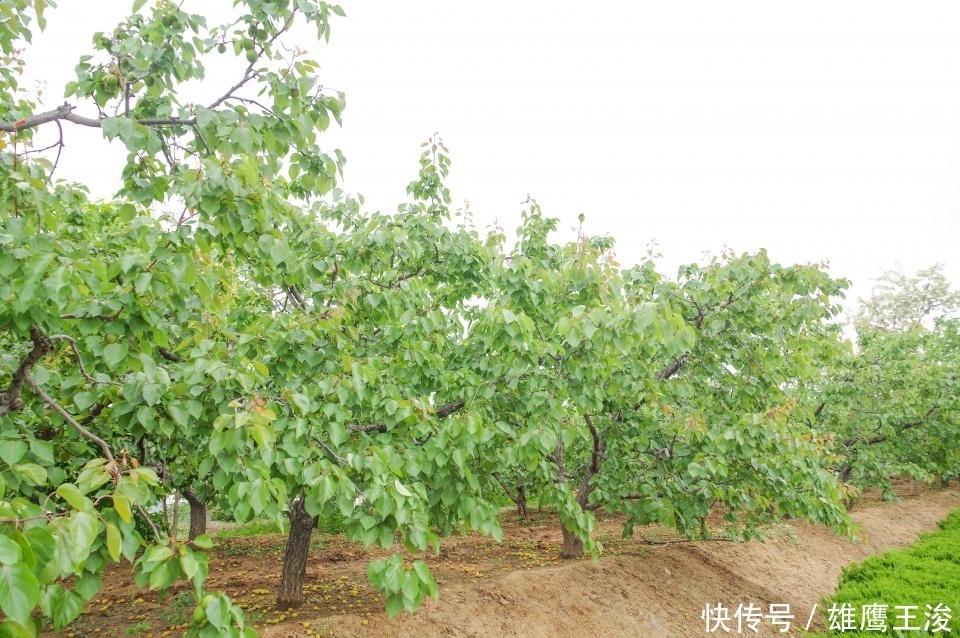 龙口|山东龙口藏着一个黄山馆，风景美若世外桃源，知道的游客很少