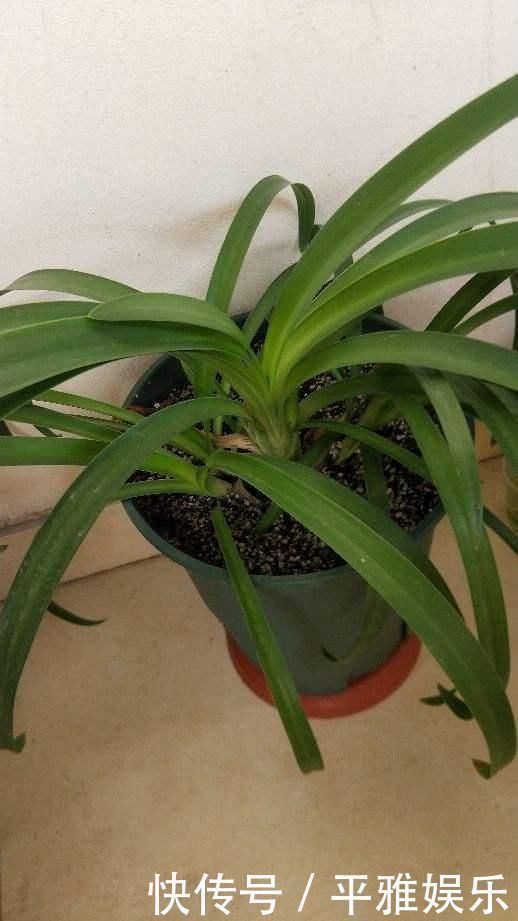 花花|这花被误认为“蓝色君子兰”，开花特漂亮，一根枝能开50朵花