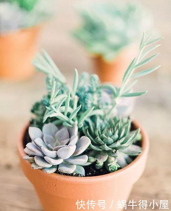 孕妇注意，这些花一定不要养！