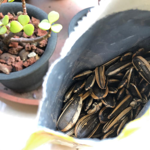  宅家追剧必备小零食，好看又好吃，寒假抓紧囤一波！