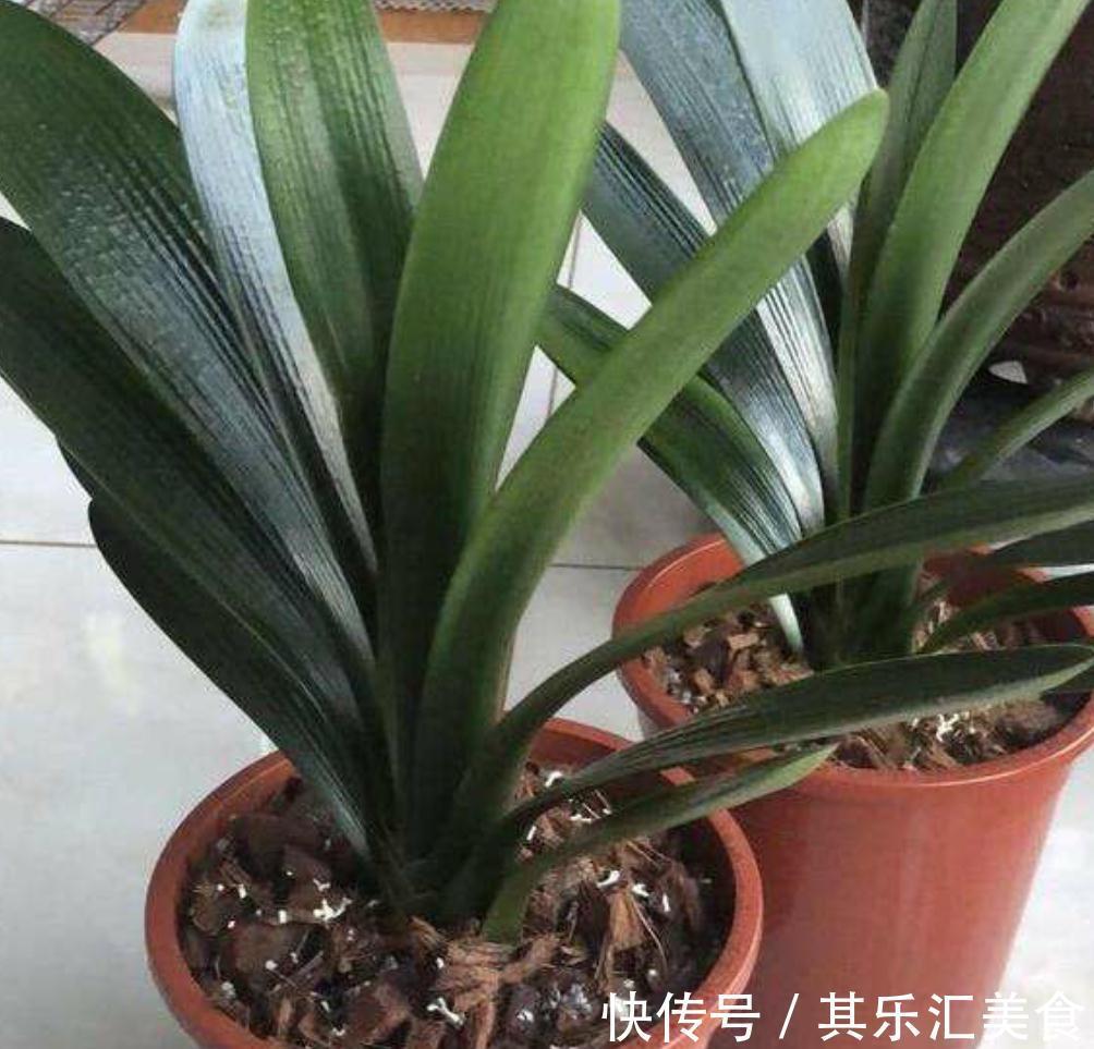 三种植物夏天爱黄叶，改善养殖方法，叶片绿，长势好