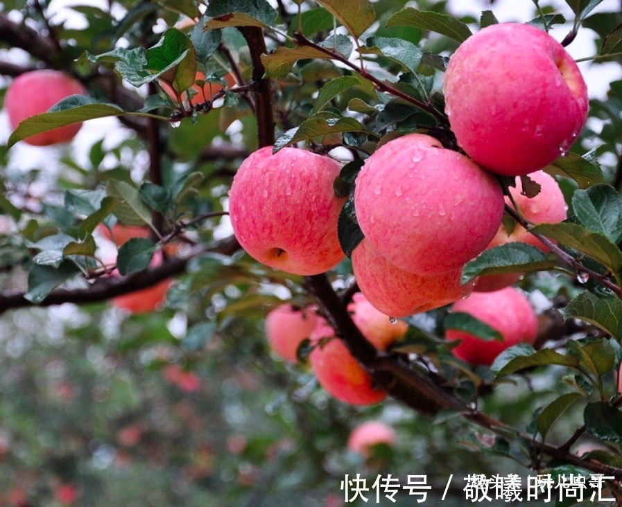 乳油类|苹果美白肌肤与牙齿，重视苹果红点防治，收获高品质的苹果来！