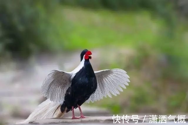白鹇|白鹇鸡!太美了!