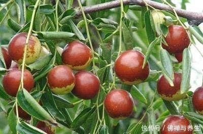 院子里种树，“3种树”很适合，棵棵生长旺，每年结果几十斤！