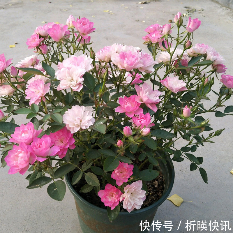 肥料|此花号称“开花机器”，居家盆栽牢记4点，开花繁殖能力特强