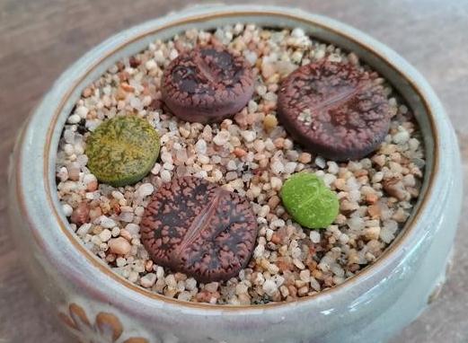 高颜值多肉的日常养护之浇水篇