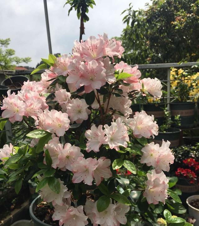 春节最受欢迎的5种花,放家里一盆不吃亏,这样护理年年旺