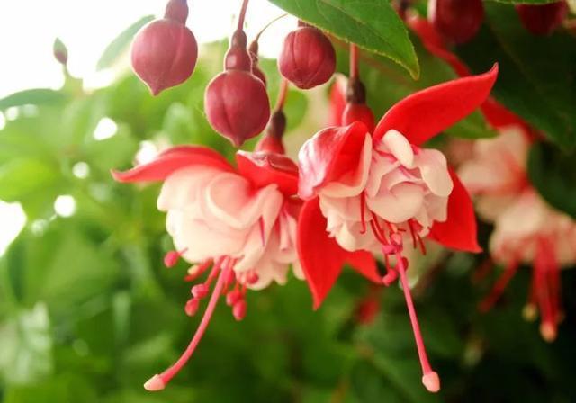 花枝“插”水里,开花百朵,别具一格的美感,看着美翻了!