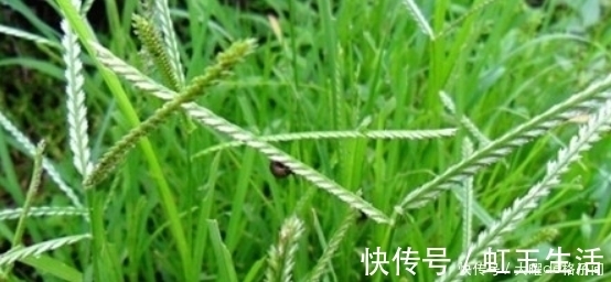 牛筋草|提个醒：在农村遇见此野草，记得要拔回家，有很大的用处，了解下