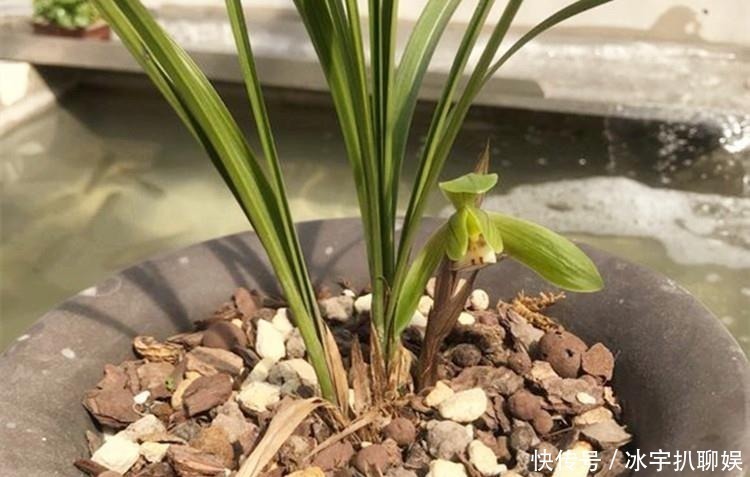 豆浆|兰花爱喝这种“催花水”,什么淘米水、过期药都不如它,简单实用