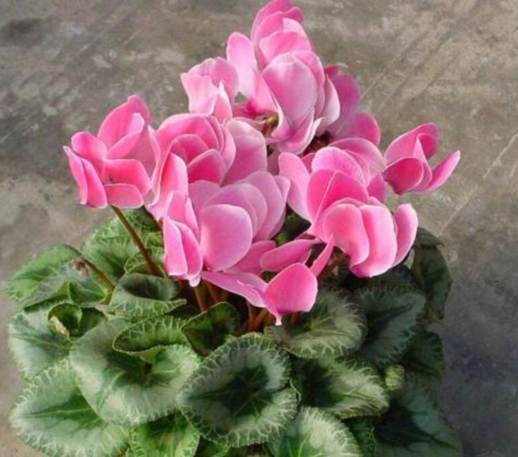 全球最受欢迎的花,漂亮又芳香,花期长,还可阳台盆栽观赏