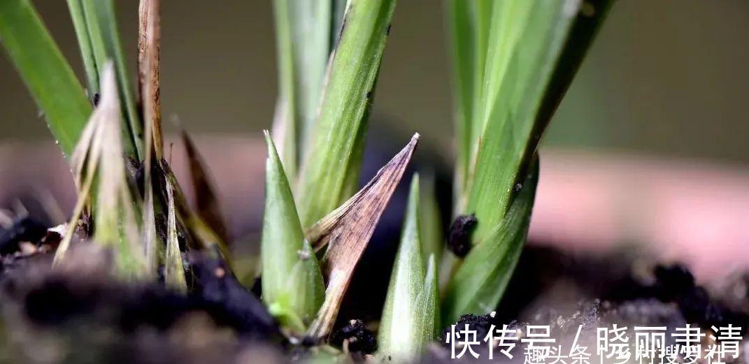 立冬以后兰花不能浇水,这个观点害惨了兰友,春兰蕙兰花苞都没了
