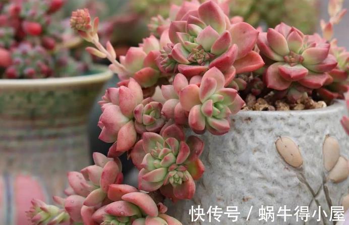 皮实|多肉中的“普货”马库斯，好养又漂亮，于新人而言却是“精品”