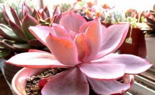 多肉,为什么自己养了一段时间就“变瘦”?原因全在这里