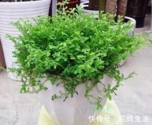 卫生间总有味养这3种花耐阴又好养吸味去臭样样行