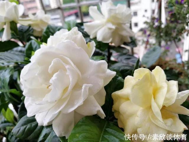 栀子花最怕它,碰上就没救,再上心都养不活!