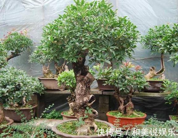 花友们|什么发财树、平安树,都不如“2种树”,养成老桩后,很值钱!