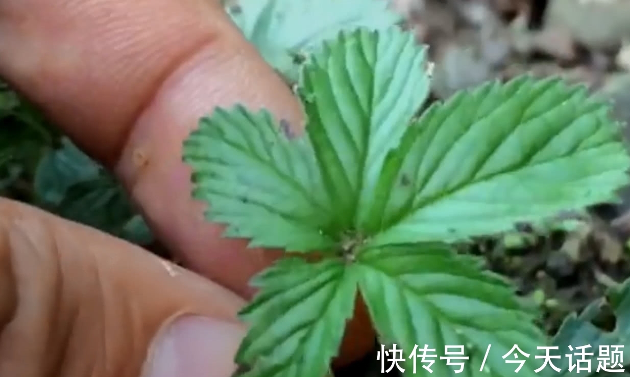 五爪草|在农村路旁的野草，有的人叫它“五爪草”，你知道它的价值吗？