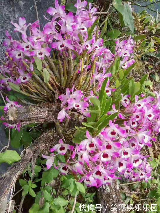 深山老林的美艳石斛,原来在家也能养,使劲洒水就猛长!