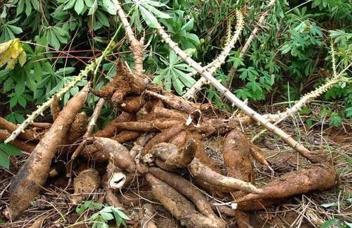 它是巴西剧毒植物,引入中国90余年,如今却成家家常吃的美食!