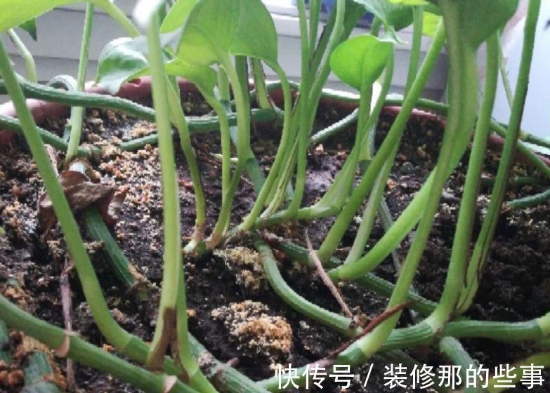 植物|发酵后的羊粪养花,干用和湿用效果不同,而很多人不懂