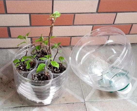 8种花不用花钱买，掐片叶、剪根枝，找个花盆种起来，家里放不下