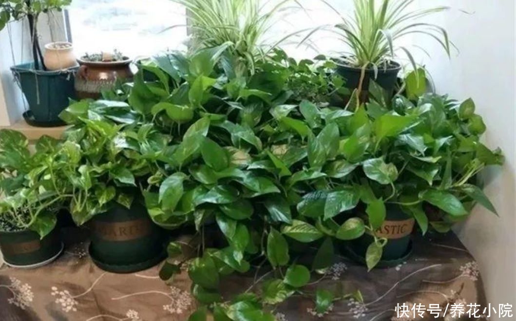 天气|天气炎热，3种水别拿来浇花，不然烂根黄叶，还招小虫子