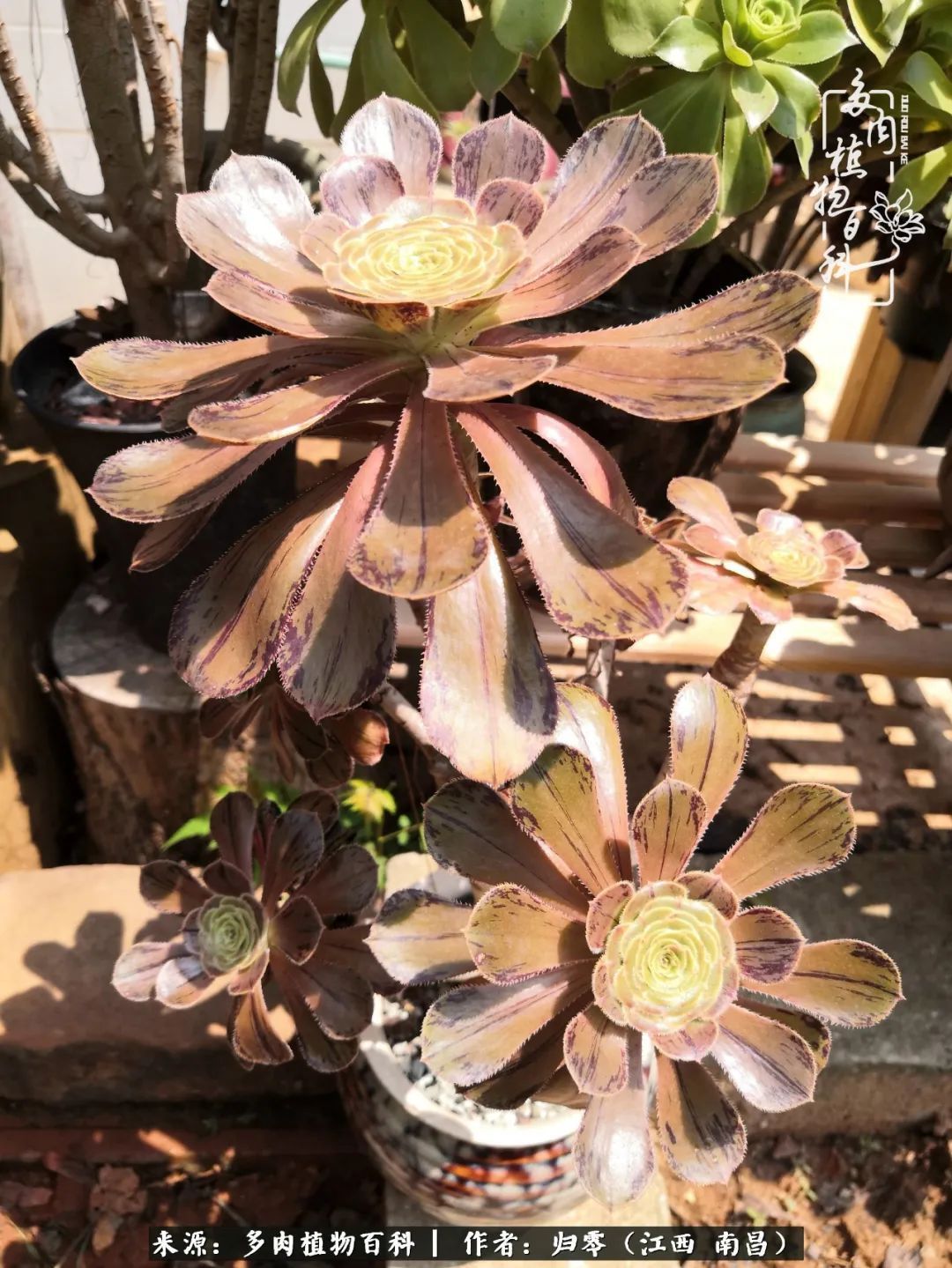 肉肉|人生转个弯,在小院遇见落入凡间的多肉小精灵!