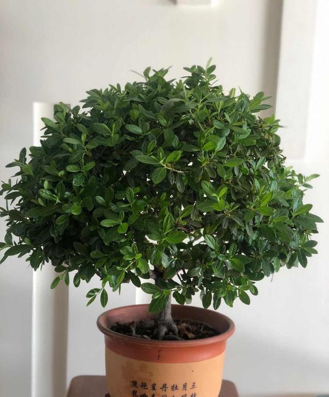 杜鹃花这么养,造型美,开花多,长势旺!