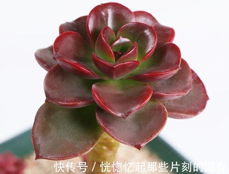 这一种多肉,很容易一头变多头,肥水跟上,茁壮又娇艳