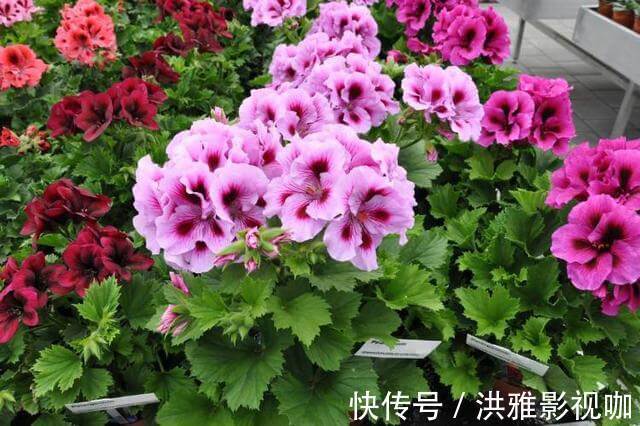 养花|养花养得好,家里磷酸二氢钾不能少,但是“乱用”也不行!