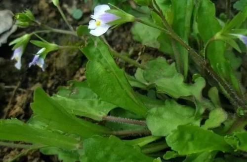 通泉草|农村一种草,看起来不起眼,价值却好珍贵,治烫伤效果极好