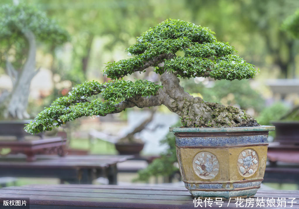 60后盆景大师的忠告,不能进的10个误区,踩中1个,白干1年