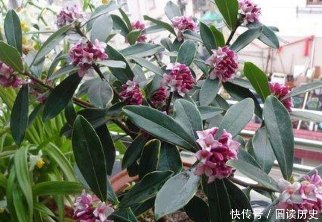 三角梅|喜欢赏花,就养此4款小花,芳香四溢,比香水都好闻