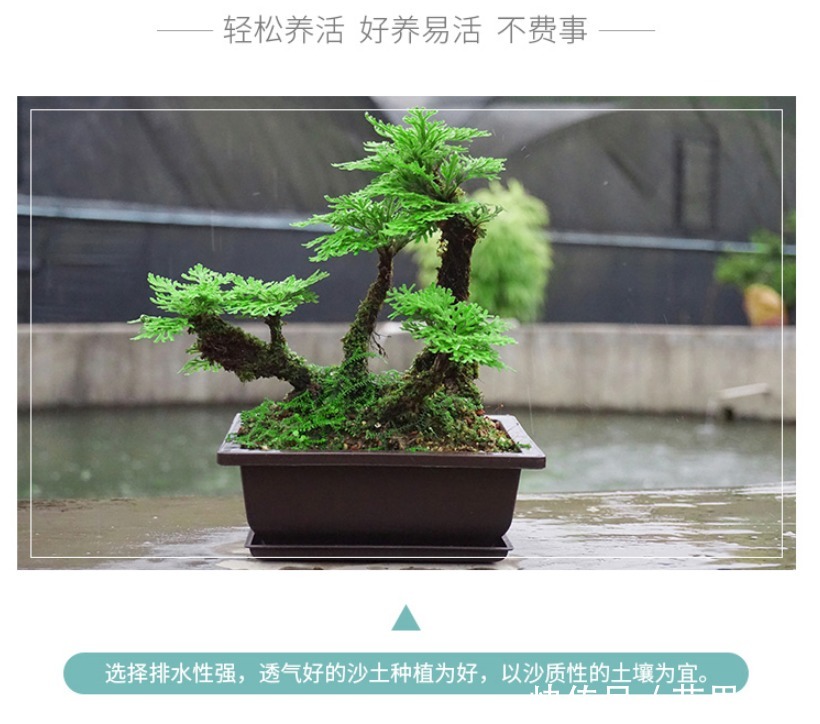  枯萎|养不死的植物，枯萎了也能遇水“涅槃”复活！