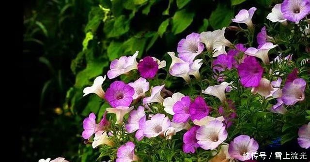 雪水|用上3种天然水浇花，促进根系生长增加营养，遇到了一定要存点