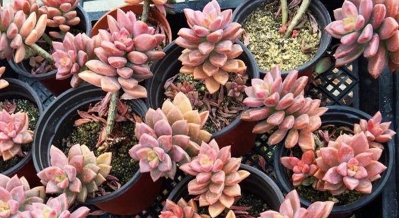 普货多肉不普通，选这3样盆栽成老桩，比贵货还受人欢迎