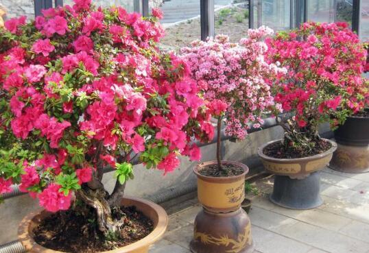 夏季养杜鹃花,有“5个”窍门,不掉一片叶,枝叶茂盛,开花超多