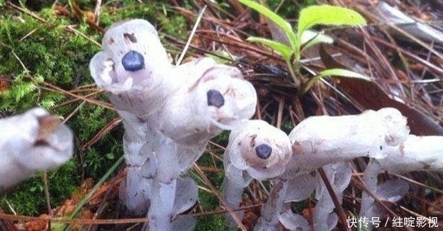 此为“冥界之花”,又称“幽灵草”,如果在野外遇见,切莫踩到