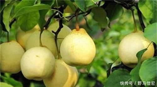 排毒养颜|会吃的人最健康,3种食物离不开,排毒养颜,补中益气,有益健康