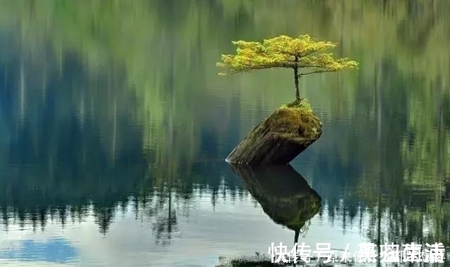 盆景|世界上又一奢侈品《盆栽》一盆就是一座房子!