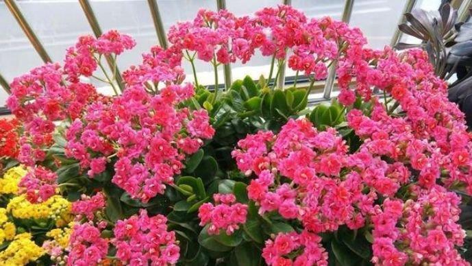 浇水|懒人最适合养“4种花”,开花吉祥又喜庆,比牡丹美,比绿萝好养