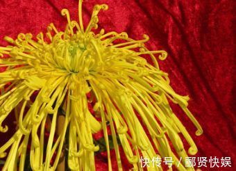 喜欢菊花,不如养盆优良名菊“金童士”,是金忙四射,美丽高雅