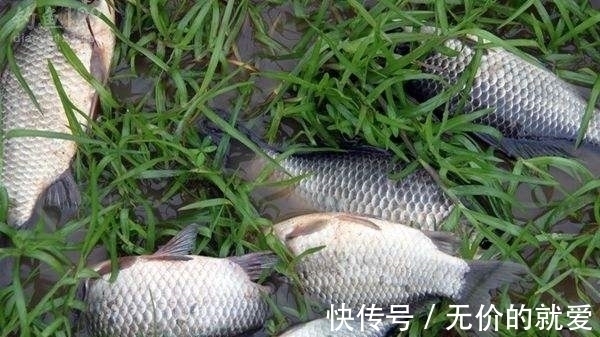 水库垂钓总没渔获,这些技巧试一试,想要空军都难