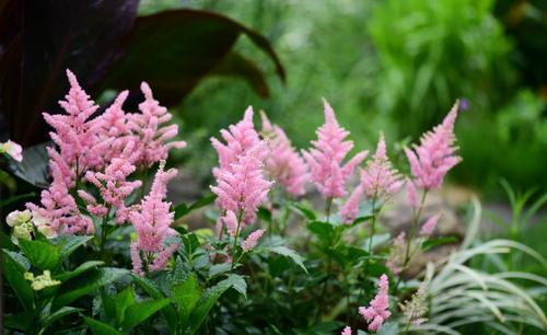 紫藤|有个院子别光养月季花,种上3种懒人花,皮实好养开花久