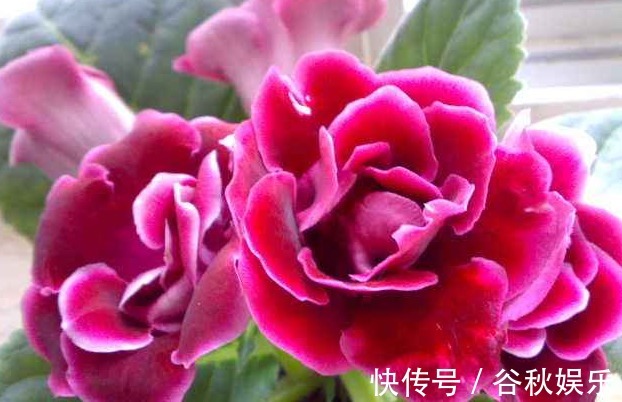 牡丹花开花再美!不如它花期长,花开150天,掐根枝,插土即活